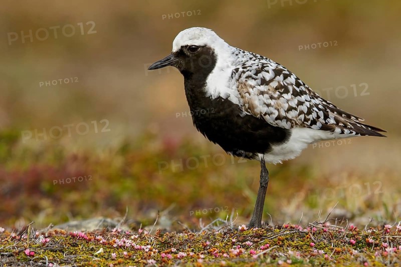 Black-bellied Plover (Pluvialis squatarola) perched on the tundra in Nome, Alaska