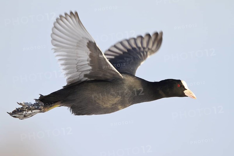 Eurasian Coot (Fulica atra) flying, North Rhine-Westphalia, Germany