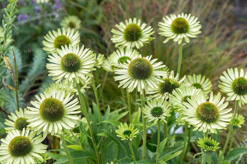 Coneflower (Echinacea purpurea 'Green Jewel'),  Germany