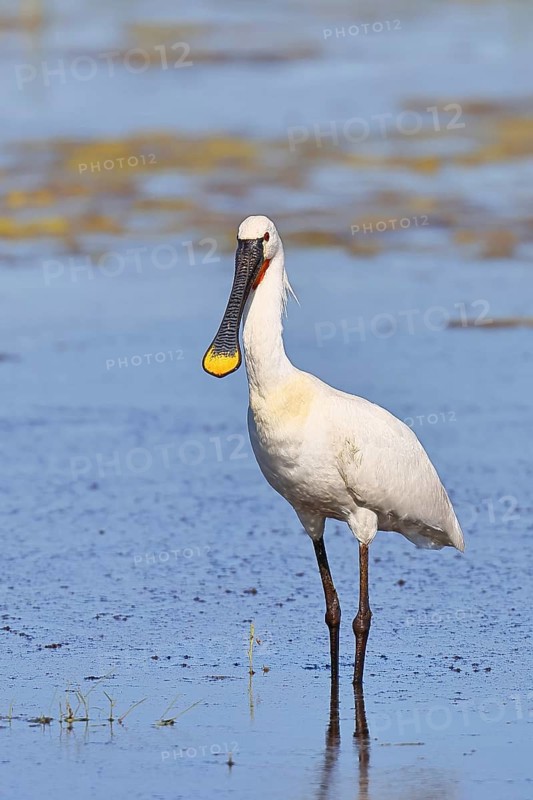 Spoonbill (Platalea leucorodia), adult bird striding through shallow water, adult bird in splendour, wildlife, Ziggsee, Burgenland, Austria