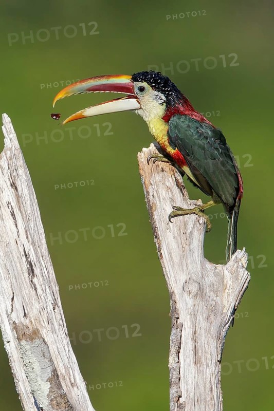 Curl-crested Aracari (Pteroglossus beauharnaesii) perched on a branch in the Amazon of Brazil