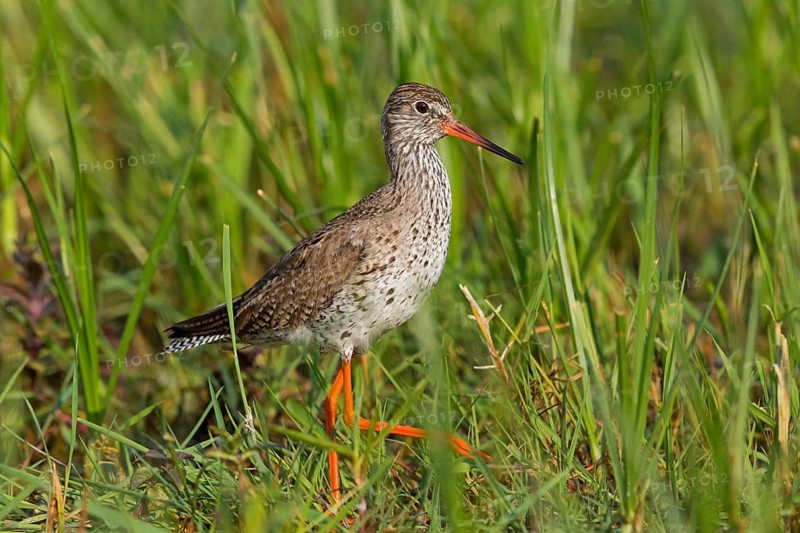Redshank, Common Redshank, Redshank, Tringa totanus, Chevalier gambette, Archibebe Común, Lake Neusiedl, Illmitz, Burgenland, Austria