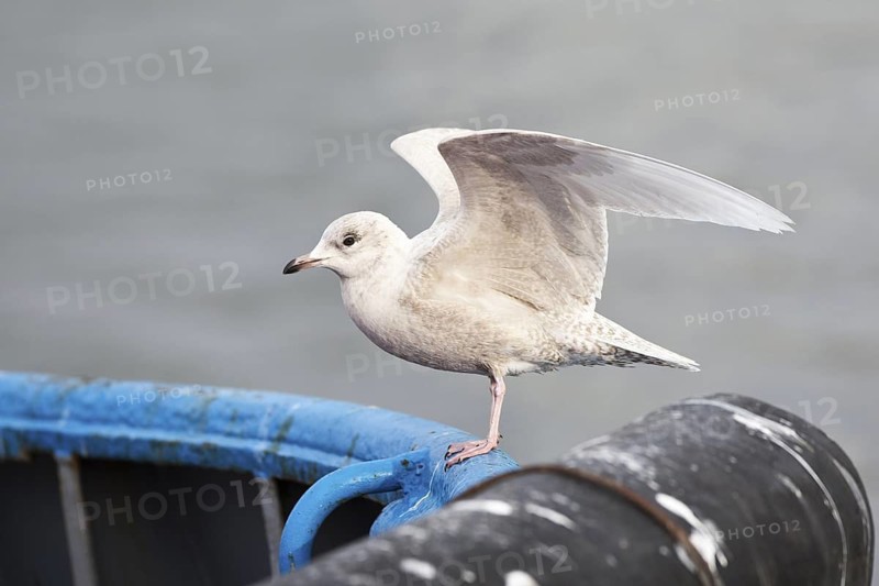 Iceland Gull (Larus glaucoides) juvenile, Lower Saxony, Germany