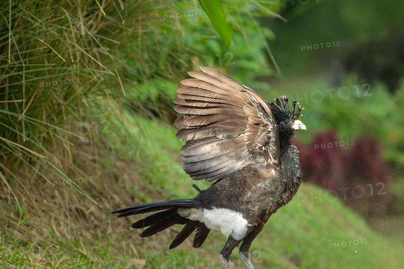 Yellow knobbed curassow standing in tropical habitat, large cracid bird in natural environment, Osa Peninsula, Puntarenas, Costa Rica