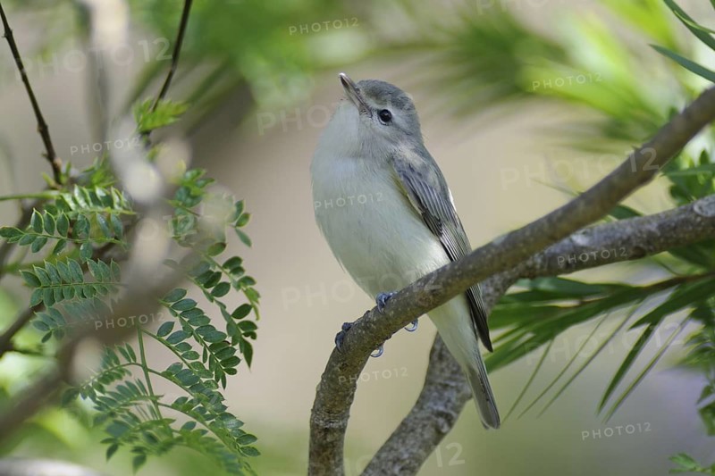 Warbling Vireo (Vireo gilvus), Guatemala