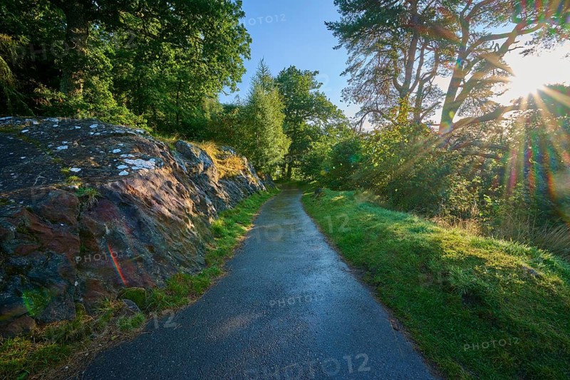 A woodland trail illuminated by the gentle morning sun flanked by trees, Queens View, Fincastle, Pitlochry, Scotland, United Kingdom, Great Britain