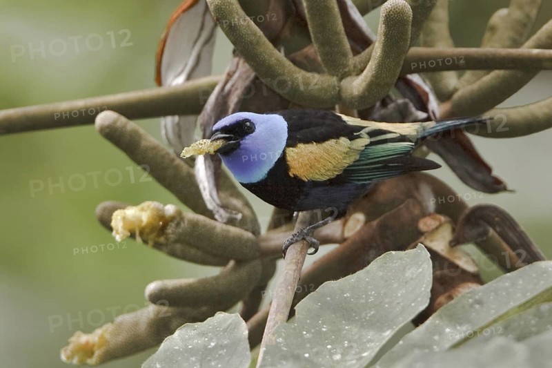 Blue-necked Tanager (Tangara cyanicollis), Ecuador