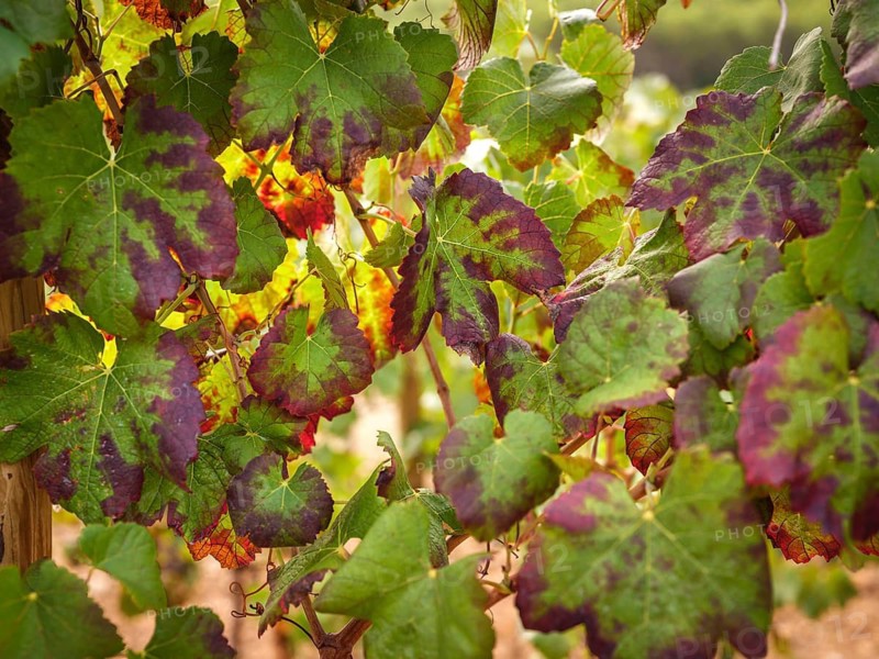 Close-up of colorful grape leaves in a Mallorca vineyard, showcasing the lush green and red hues. Sunlight filters through, highlighting the beauty of the landscape