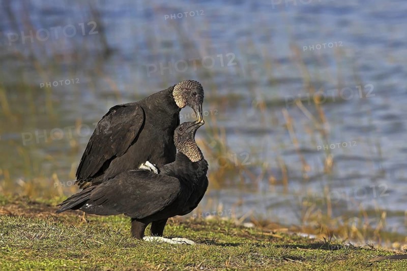 Black Vulture (Coragyps atratus) pair mating, Florida, USA