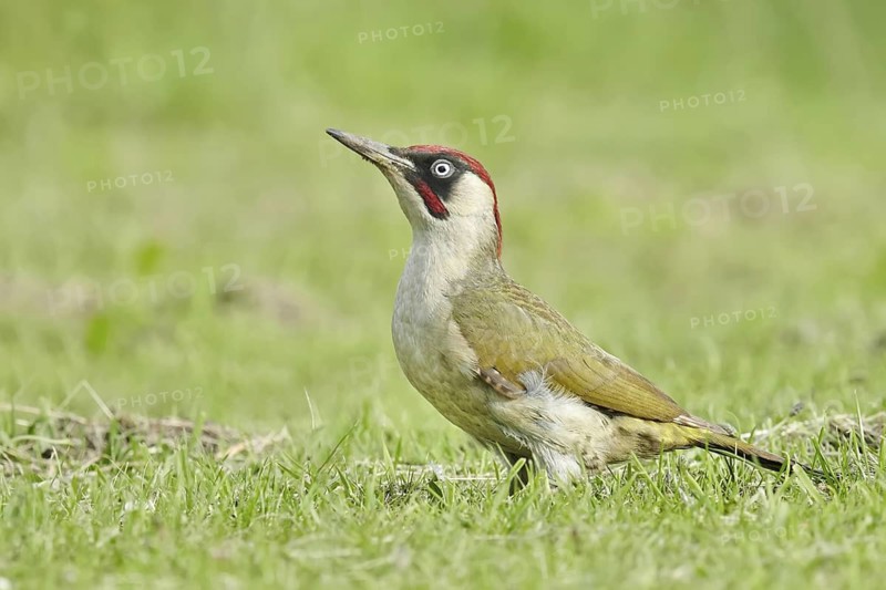 Adult, male; standing; grass; summer; UK