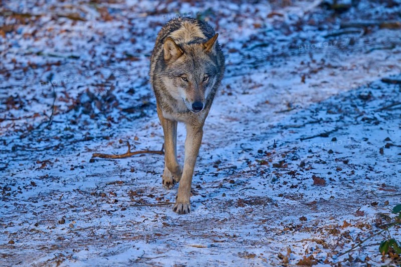 A lone wolf walks confidently along a snow-spotted path, winter, wolf (Canis lupus), Germany