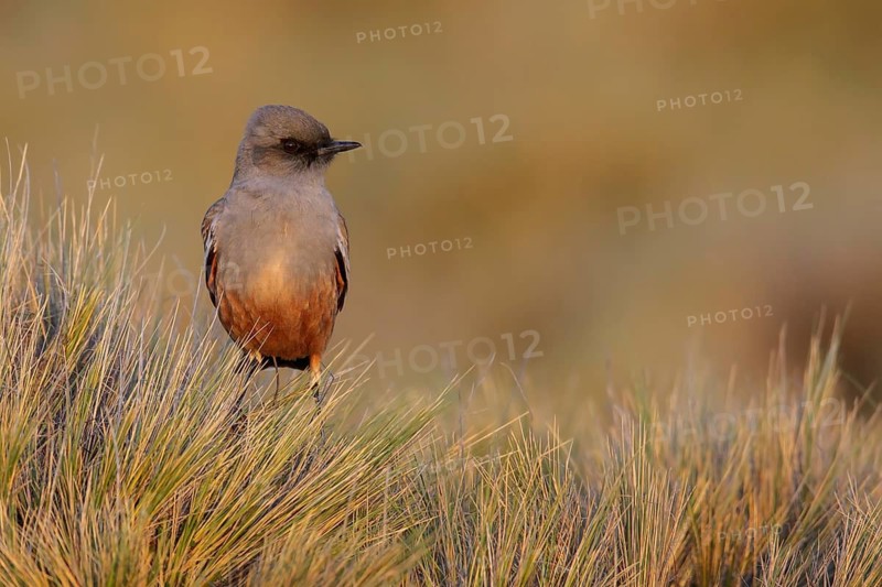 Chocolate-vented Tyrant (Neoxolmis rufiventris) perched on a grassy clump in Patagonia