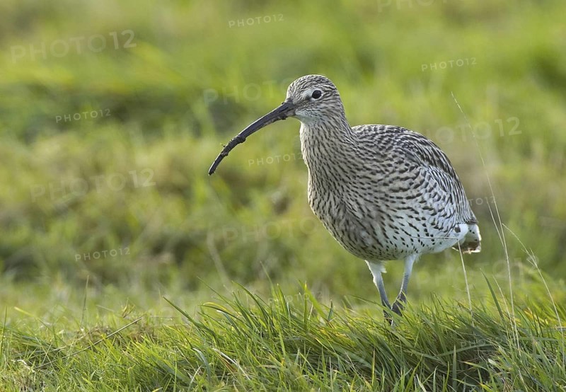 Eurasian Curlew (Numenius arquata), Schleswig-Holstein, Germany