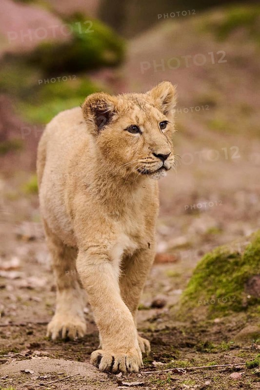 Asiatic lion (Panthera leo persica) cub walking on the ground, captive