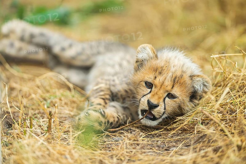 Cheetah (Acinonyx jubatus) youngster lying on a meadow, captive, occurrence Africa