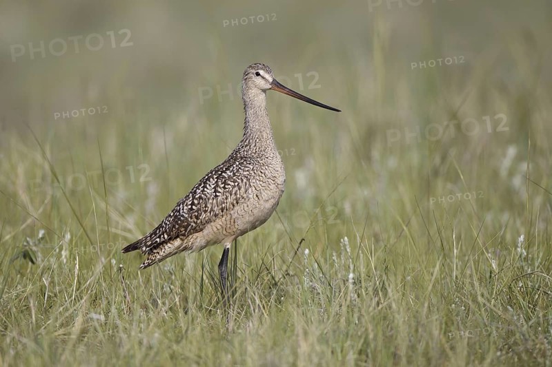 Marbled Godwit (Limosa fedoa), Montana, USA