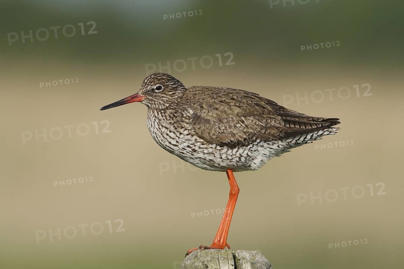 Common Redshank (Tringa totanus) male, Lower Saxony, Germany