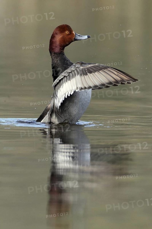 Redhead (Aythya americana) male, British Columbia, Canada