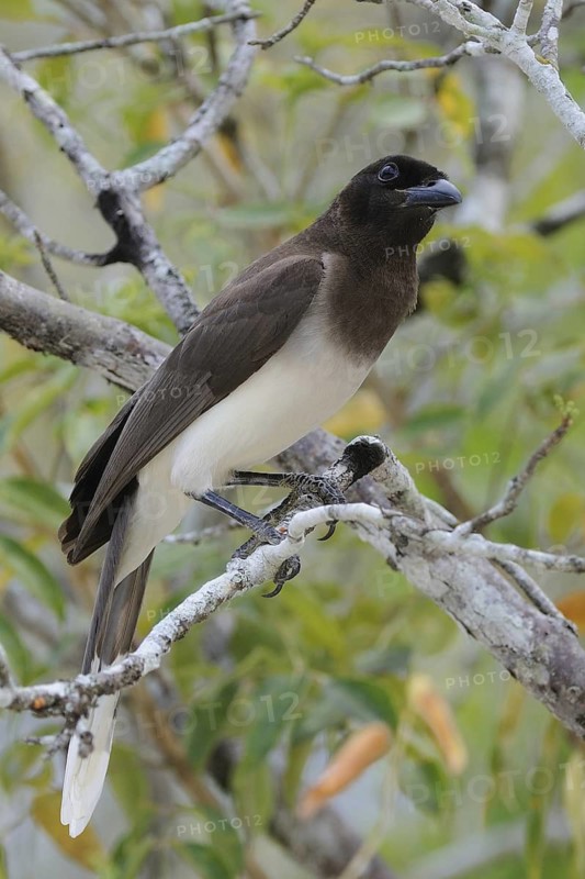 Brown Jay (Psilorhinus morio), Guatemala