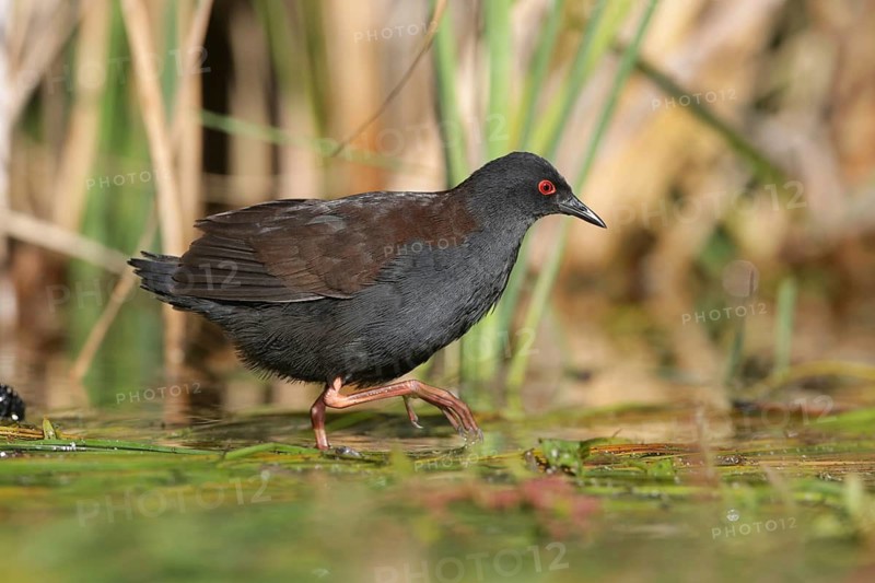 Spotless Crake (Porzana tabuensis), Victoria, Australia