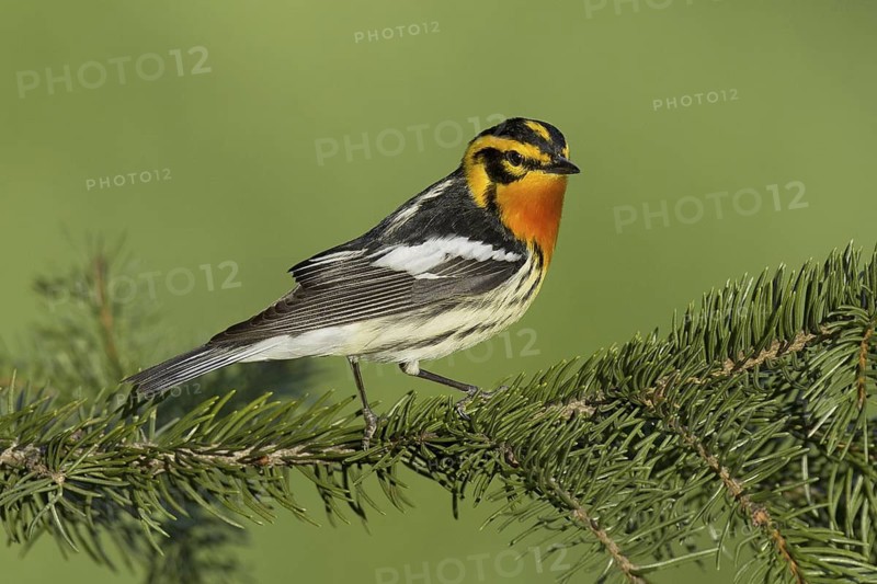 Blackburnian Warbler (Setophaga fusca), New York, USA