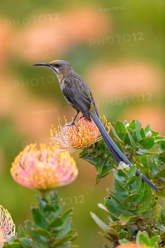 Cape sugarbird (Promerops cafer), Harold Porter National Botanical Gardens, Betty's Bay, Western Cape, South Africa