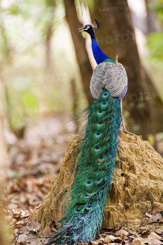 Blue peacock (Pavo cristatus), India, Khana National Park, dorsal view, Khana National Park, Madhya, India