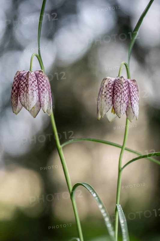 Snake's Head Fritillary (Fritillaria meleagris), Emsland, Lower Saxony, Germany
