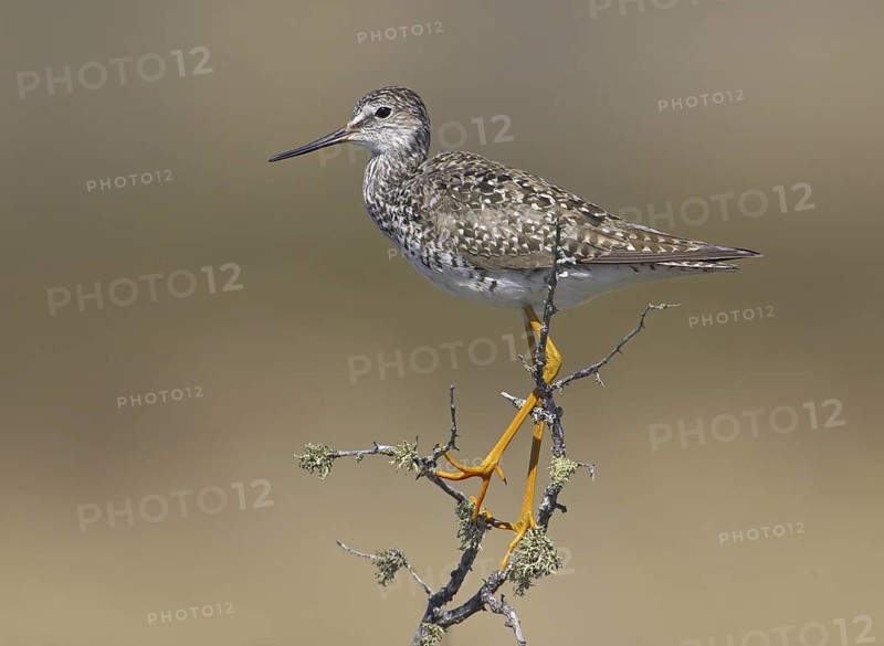 Lesser Yellowlegs (Tringa flavipes), Manitoba, Canada