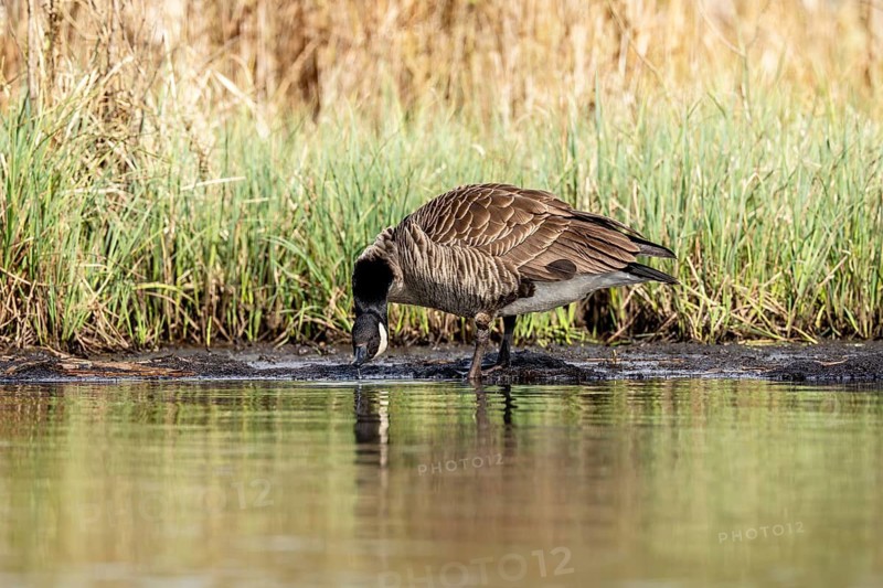 Canada goose (Branta canadensis), drinking, Vulkaneifel, Rhineland-Palatinate, Germany