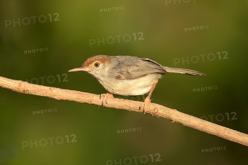 Cambodian Tailorbird (Orthotomus chaktomuk) female perched on a branch, Phnom Penh, Cambodia