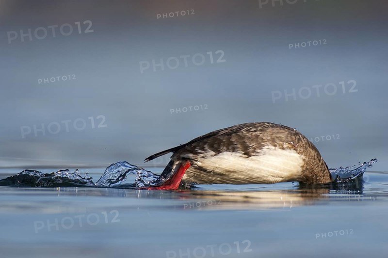 Red-breasted Merganser (Mergus serrator) female, British Columbia, Canada