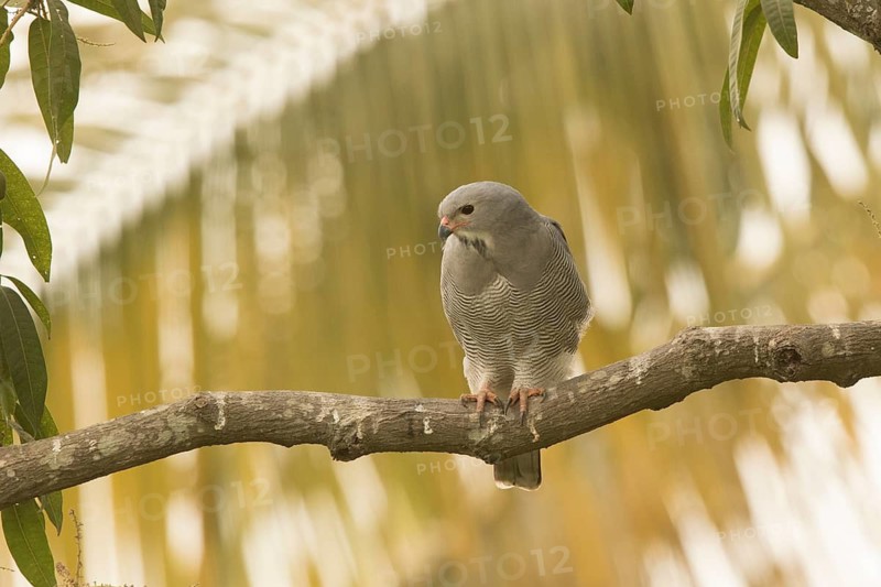 Lizard Buzzard (Kaupifalco monogrammicus), Gambia