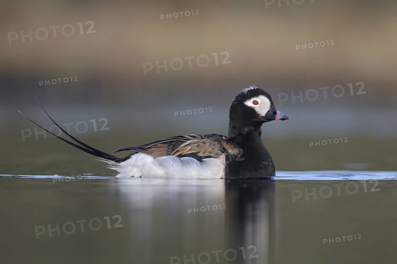 Long-tailed Duck (Clangula hyemalis) male, Alaska, USA