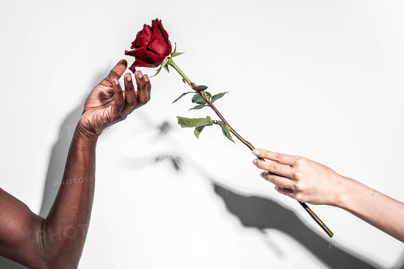 Hands of a multiethnic man and woman exchange a red rose against a white background, symbolizing diversity, love, and connection in a simple, elegant gesture