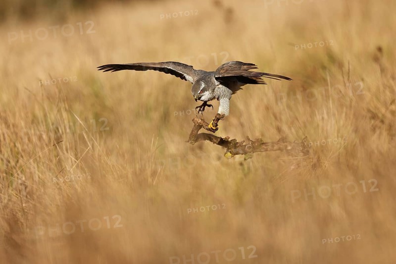 A female Northern Goshawk gracefully gliding over a golden grass field, about to perch on a branch. The scene captures the bird's strength and elegance against a soft nature backdrop