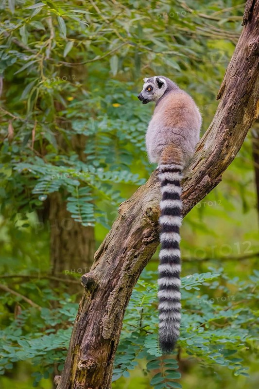A ring-tailed lemur (Lemur catta) stands high up on a branch of tree with fresh green leafs