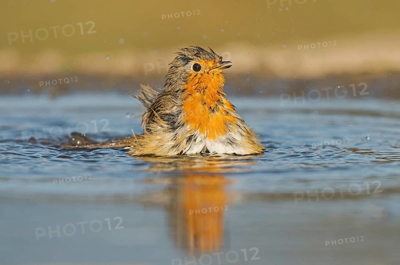 European Robin (Erithacus rubecula) bathing at a waterhole, Aosta Valley, Italy