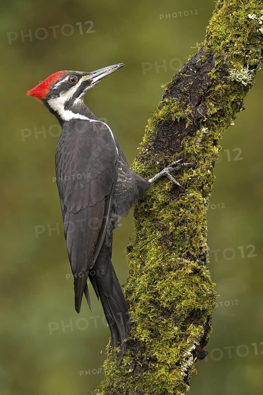 Pileated Woodpecker (Dryocopus pileatus), British Columbia, Canada