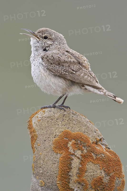 Rock Wren (Salpinctes obsoletus) singing, British Columbia, Canada