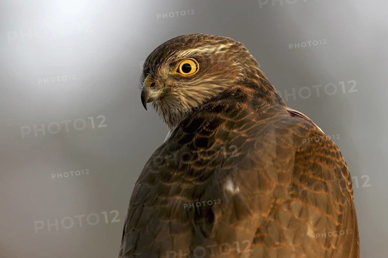 Eurasian Sparrowhawk (Accipiter nisus), Baden-Wuerttemberg, Germany