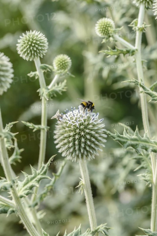 Spherical thistle (Echinops sphaerocephalus), Sarastro Stauden, Ort im Innkreis, Upper Austria, Austria