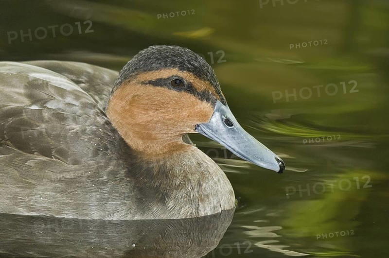 Philippine Duck (Anas luzonica), Florida, USA
