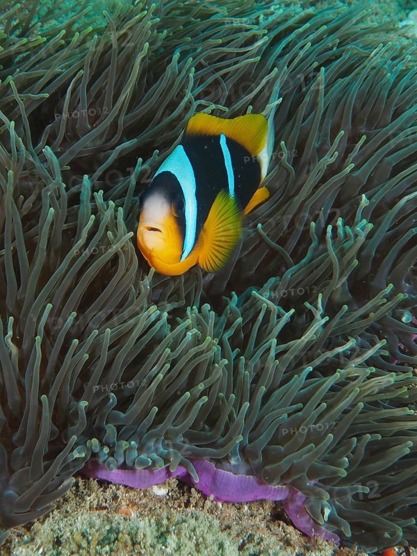 Allard's clownfish (Amphiprion allardi)