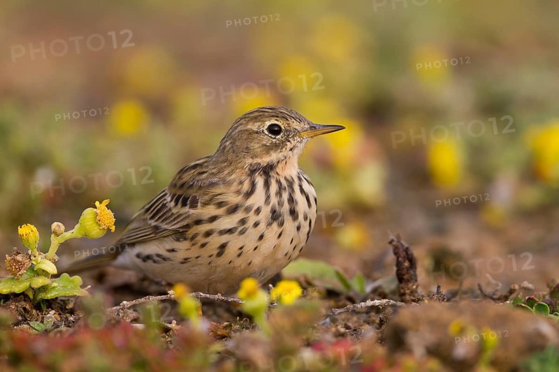 Meadow Pipit - Wiesenpieper - Anthus pratensis ssp. pratensis, Morocco