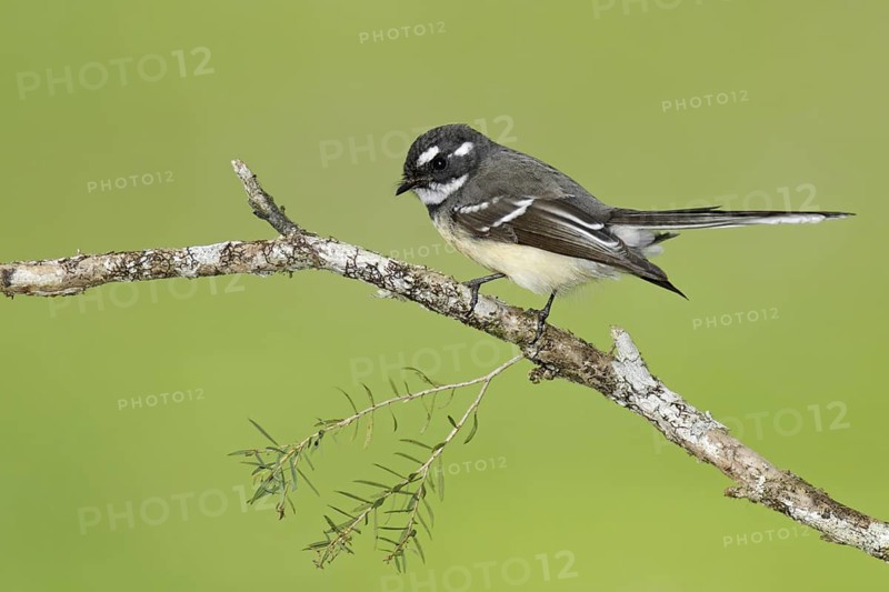 Grey Fantail (Rhipidura albiscapa), Queensland, Australia