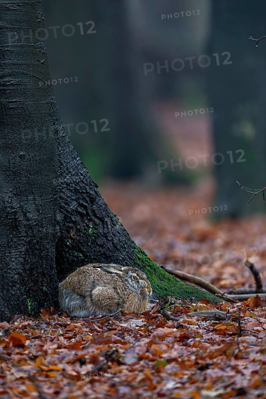 European hare (Lepus europaeus) in its nest on the trunk of a copper beech, camouflage, protection, Germany