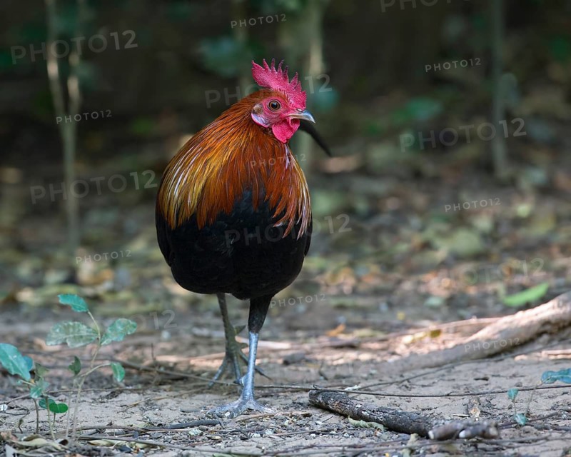 Red Junglefowl (Gallus gallus) male, Kaeng Krachan, Thailand