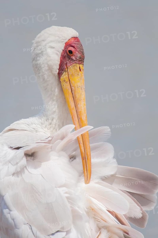 Yellow-billed Stork (Mycteria ibis), Mpumalanga, South Africa