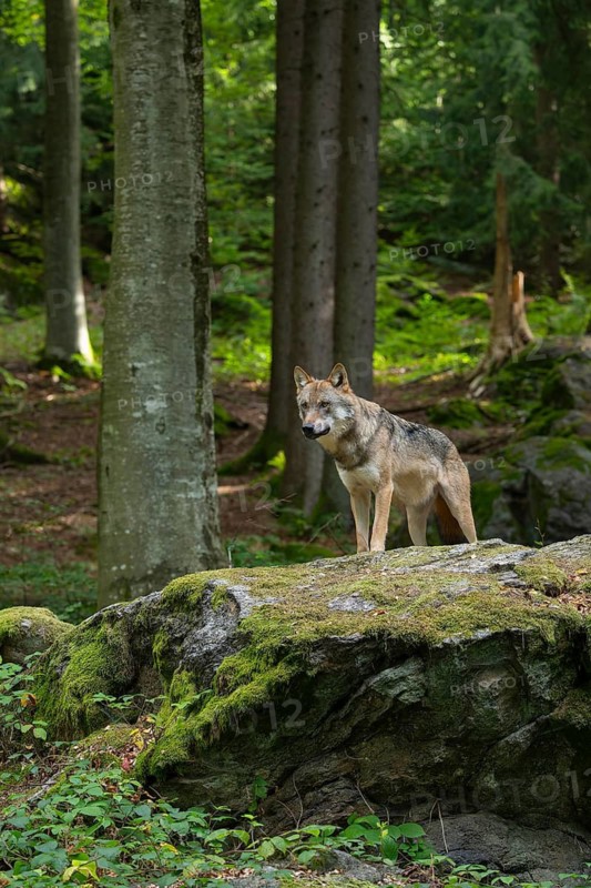 Wolf (Canis lupus) standing on a moss-covered rock and looking attentively, captive, Bavarian Forest National Park, Bavaria, Germany